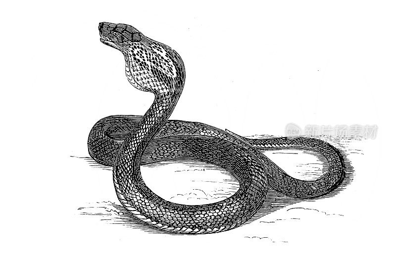 印度眼镜蛇(Naja Naja)，也被称为眼镜眼镜蛇、亚洲眼镜蛇或双眼镜蛇